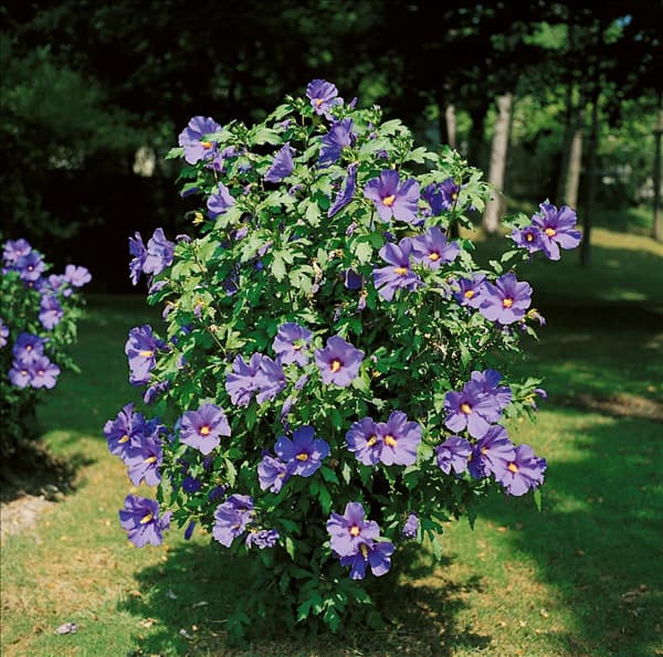 HIBISCUS SYRIACUS BLUE