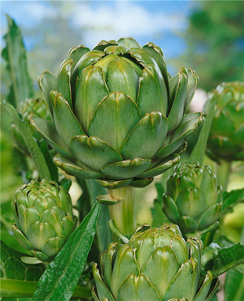 Artischocke / Cynara scolymus Green Globe