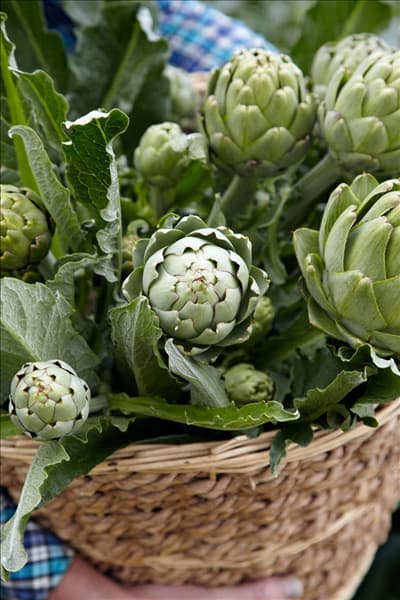 Cynara scolymus Vert Globe