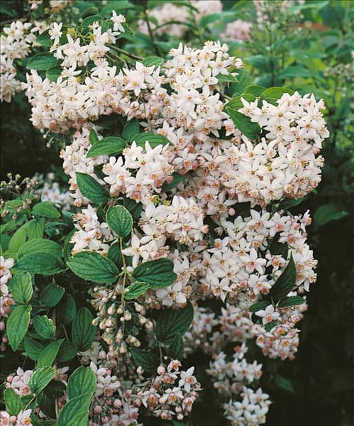 DEUTZIA GRACILIS MONT ROSE