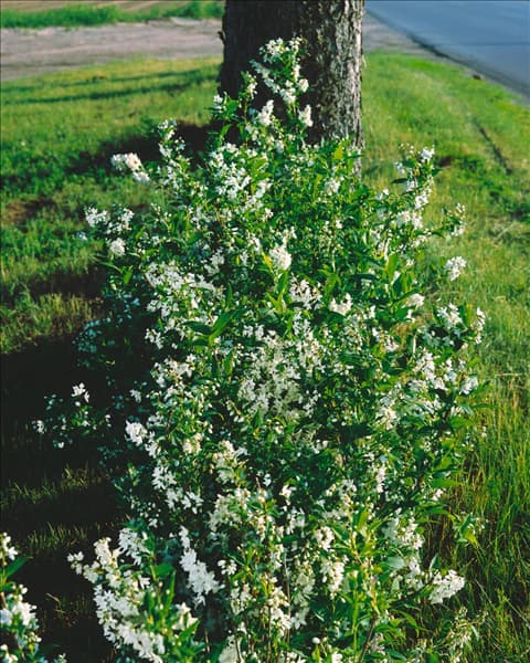 Deutzia gracilis