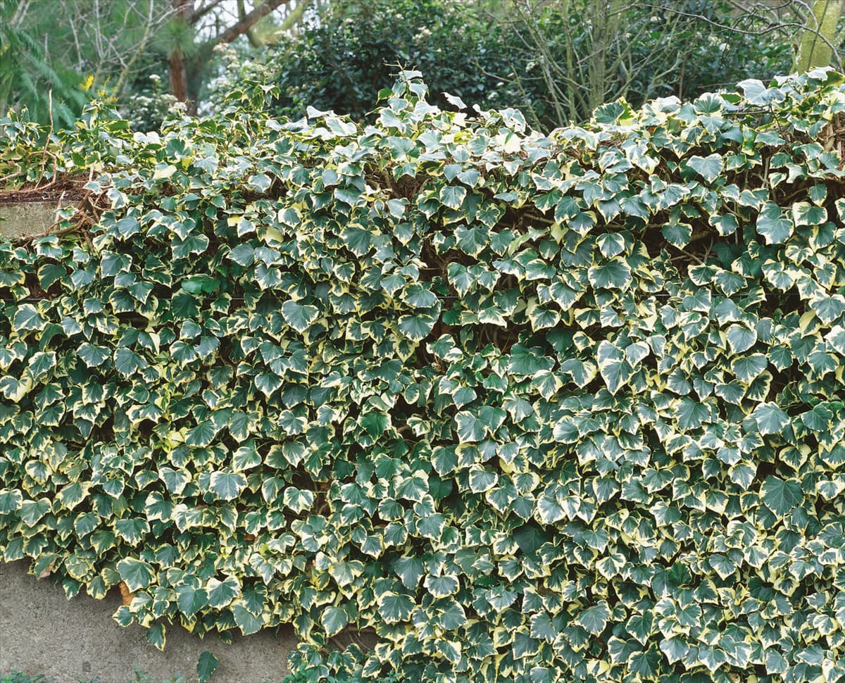 Hedera helix Marginata Elegantissima
