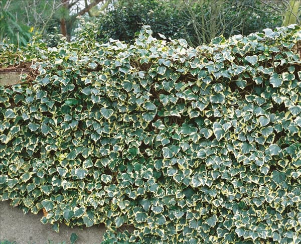 Hedera helix 'Marginata Elegantissima'