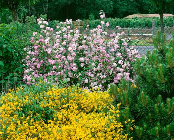 DEUTZIA GRACILIS MONT ROSE
