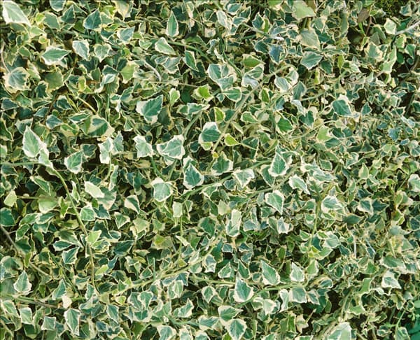 HEDERA HELIX ELEGANTISSIMA