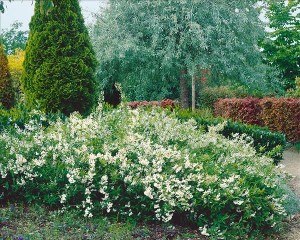 Deutzia gracilis