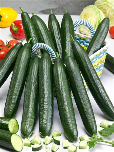 Cucumis sativus Dominica