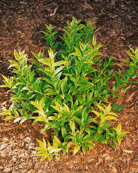 Deutzia gracilis Gold Edge