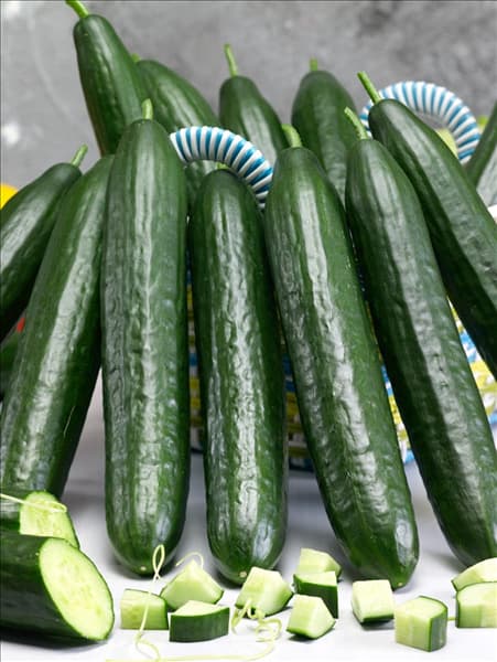Cucumis sativus Dominica
