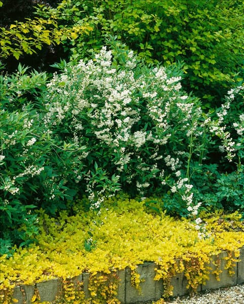 Deutzia gracilis