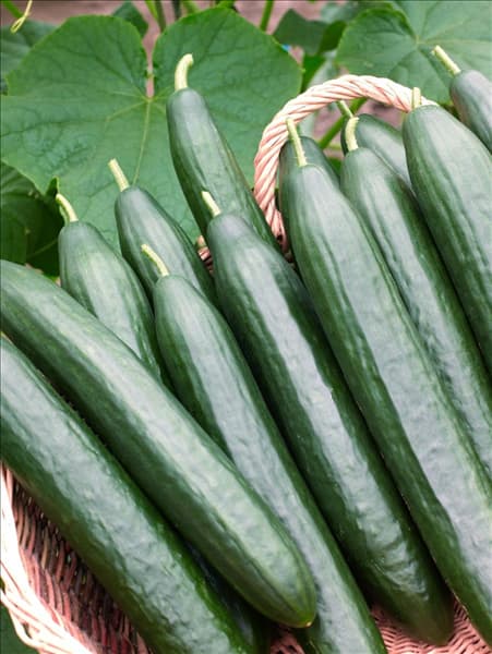Cucumis sativus Dominica