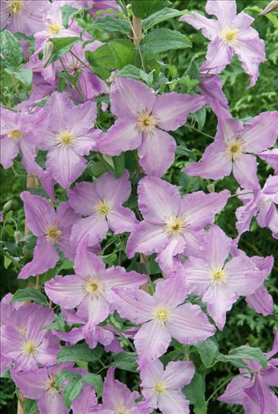 Clematis Blekitny Aniol