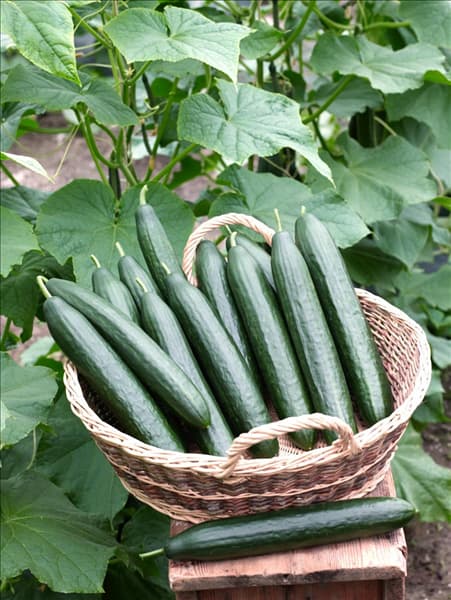 Cucumis sativus Dominica