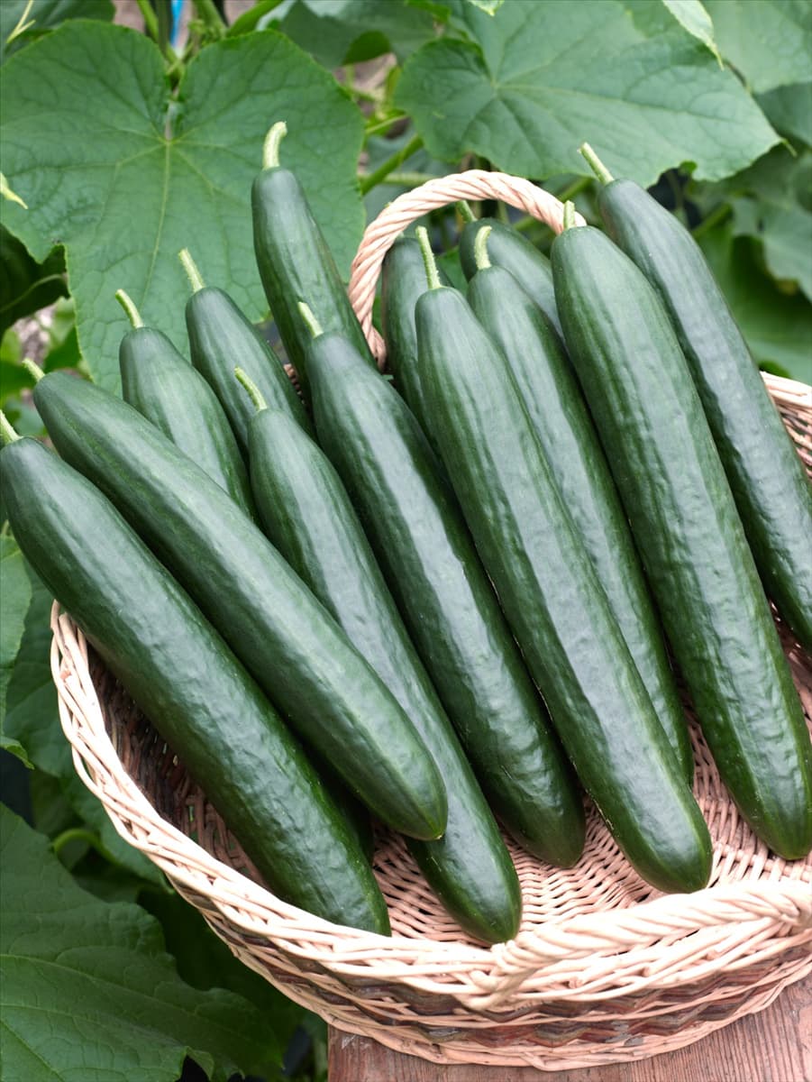 Cucumis sativus Dominica