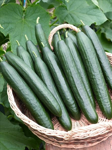 Cucumis sativus Dominica