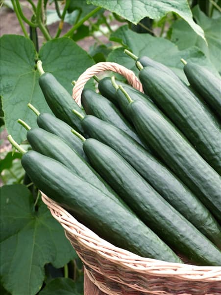 Cucumis sativus Dominica