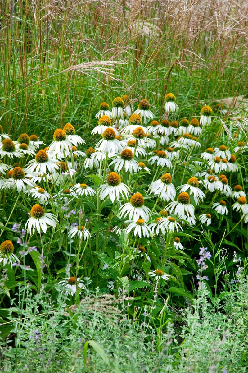 Echinacea purpurea Alba