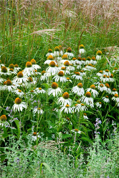 Echinacea purpurea 'Alba'