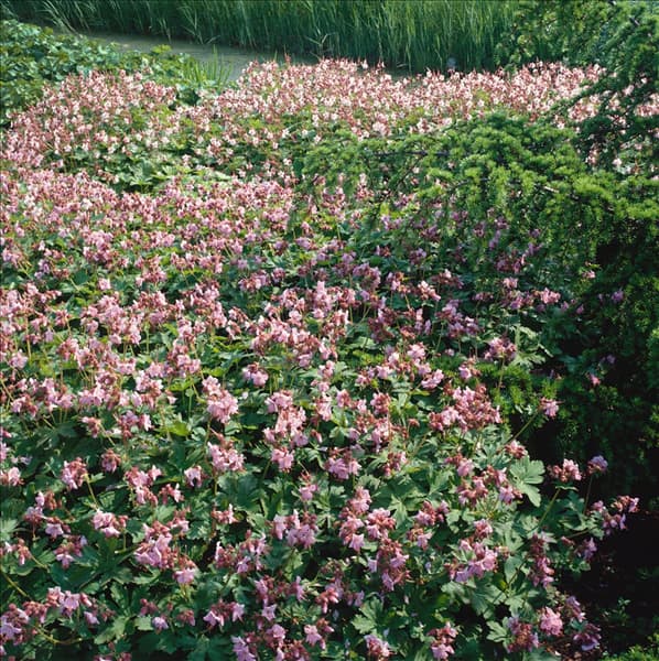 Geranium macrorrhizum Ingwersens Variety