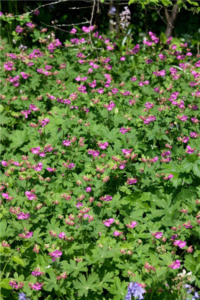 Geranium macrorrhizum