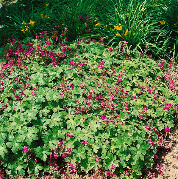 GERANIUM MACRORRHIZUM
