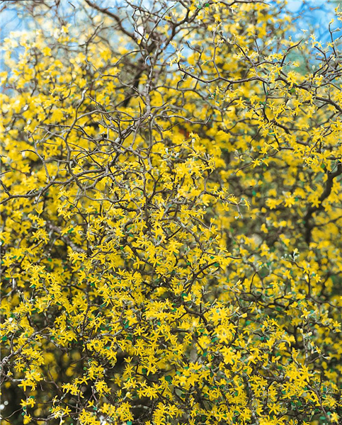 COROKIA COTONEASTER