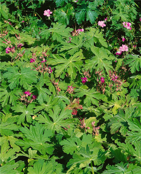 GERANIUM MACRORRHIZUM