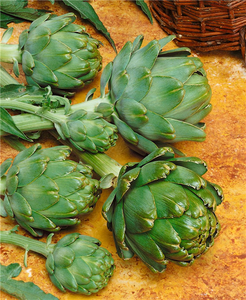 Artischocke / Cynara scolymus Green Globe