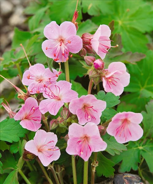 Geranium macrorrhizum Ingwersens Variety