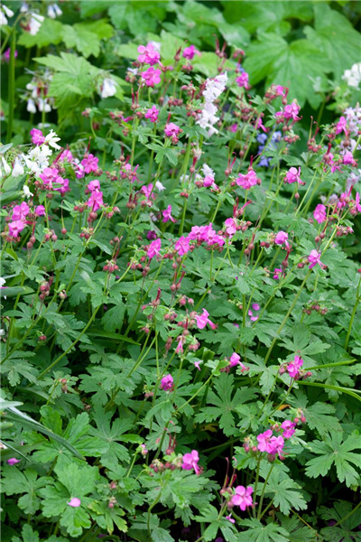 Geranium macrorrhizum