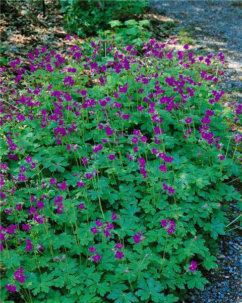 Geranium macrorrhizum Bevan's Variety