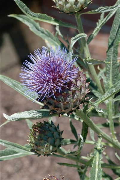 Cynara scolymus Green Globe