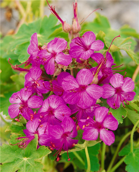 GERANIUM MACRORRHIZUM