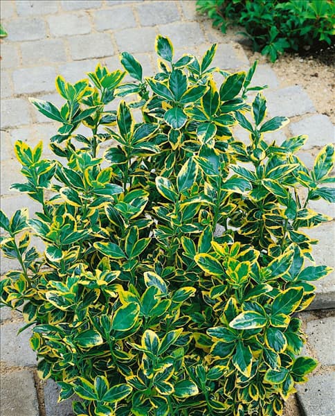 Euonymus japonicus 'Elegantissima Aurea'