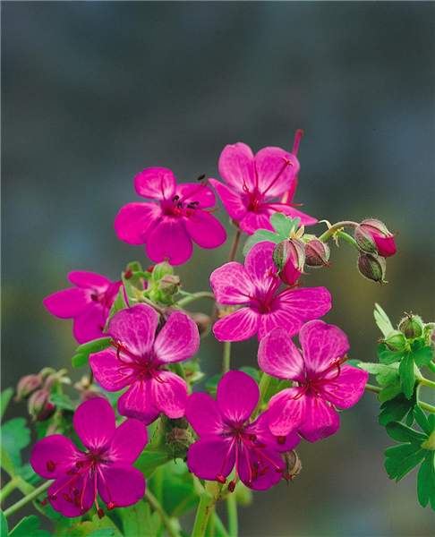 GERANIUM MACRORRHIZUM