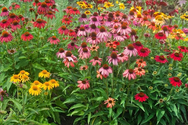 Echinacea Cheyenne Spirit