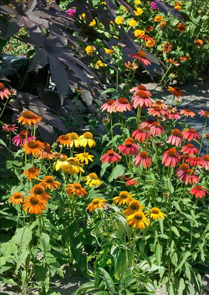 Echinacea Cheyenne Spirit