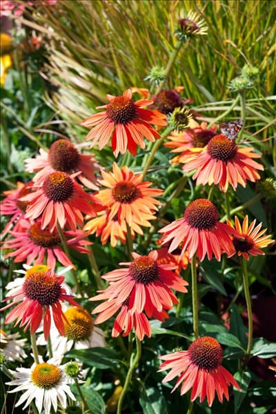 Echinacea Cheyenne Spirit