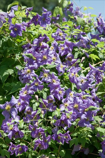 Clematis viticella Emilia Plater