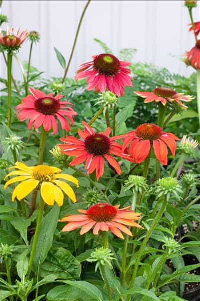 Echinacea Cheyenne Spirit