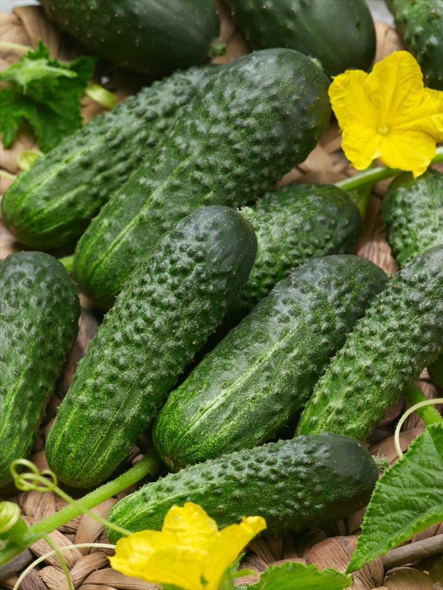 Cucumis sativus Butus F1