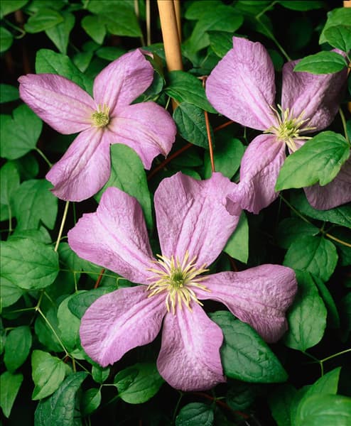 Clematis viticella Emilia Plater