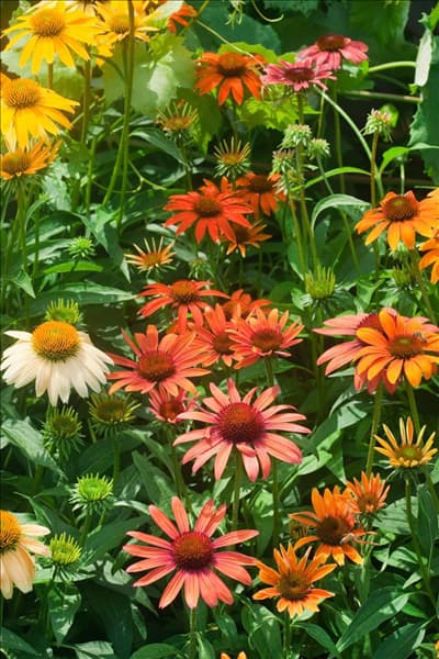 Echinacea Cheyenne Spirit