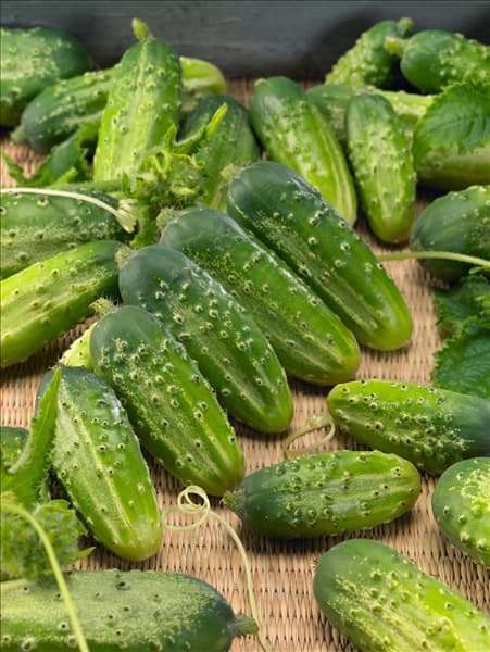 Cucumis sativus Botschkowoj Sasolotschni