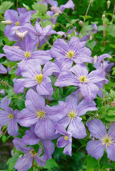 Clematis viticella Emilia Plater