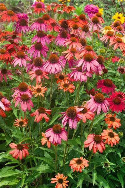 Echinacea Cheyenne Spirit