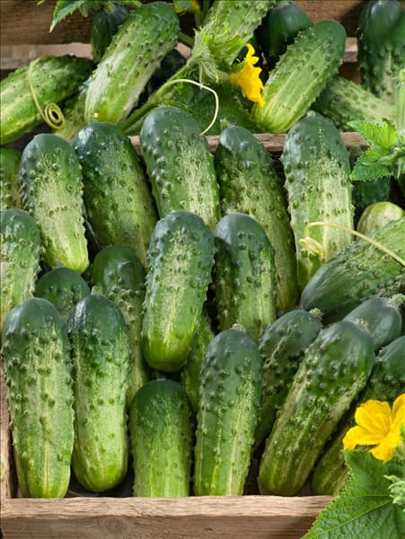 Cucumis sativus Altaj F1