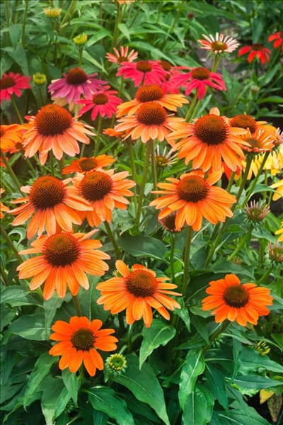 Echinacea Cheyenne Spirit