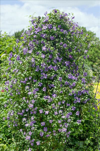 Clematis viticella Emilia Plater