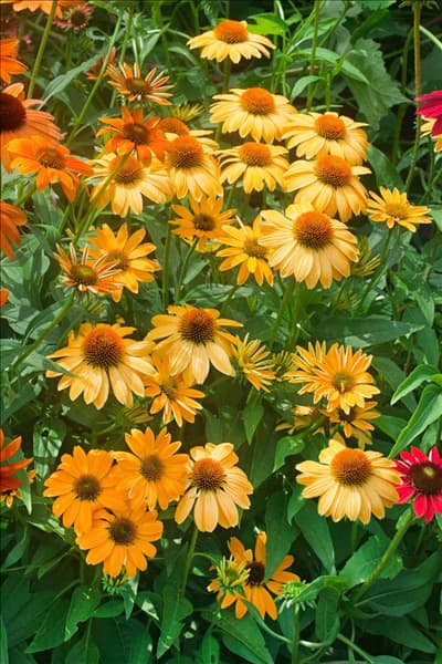 Echinacea Cheyenne Spirit
